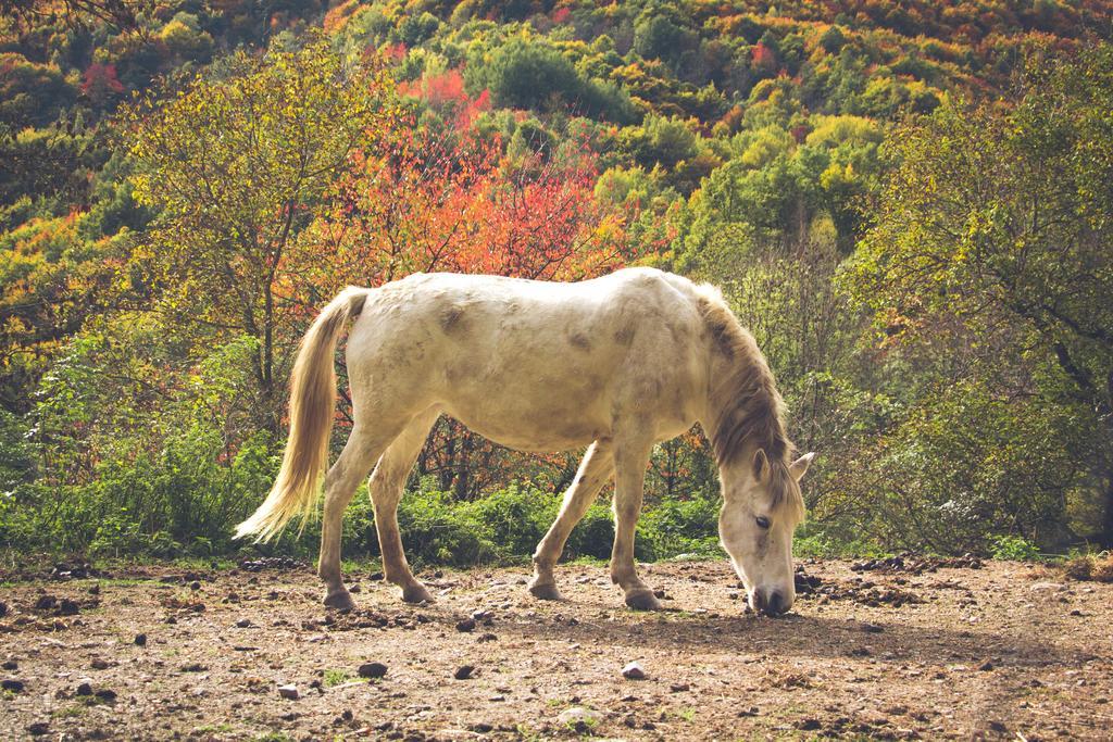 Casa Etxalde Konuk evi Camprodon Dış mekan fotoğraf
